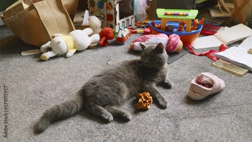 Naughty lazy gray cat lies down in a nursury room after doing a mess earlier while staying at home alone. Shoes and toys everywhere around on a gray carpet floor, relaxing pet near. HQ 4k footage photo