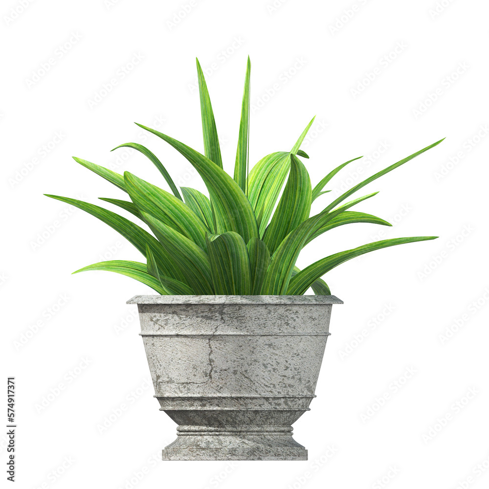decorative flowers and plants for the interior, isolated on transparent background, 3D illustration, cg render decorative flowers and plants for the interior, isolated on transparent background, 3D illustration, cg render