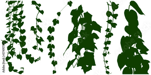 PrPlant flower, Vine Liana ivy plant bush nature jungle rainforest.int