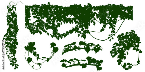 PrPlant flower, Vine Liana ivy plant bush nature jungle rainforest.int