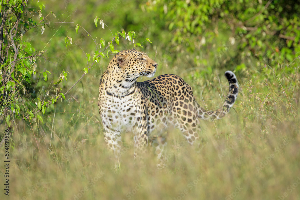 Leopard (Panthera pardus) standing in bush, looking up, Masai Mara National Reserve, Kenya, Africa Leopard (Panthera pardus) standing in bush, looking up, Masai Mara National Reserve, Kenya, Africa