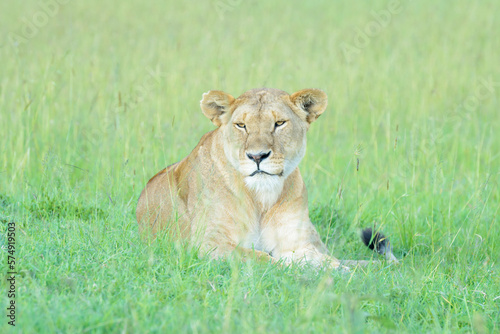 Lioness  Panthera leo  lying down on savanna  Masai Mara national reserve  Kenya.