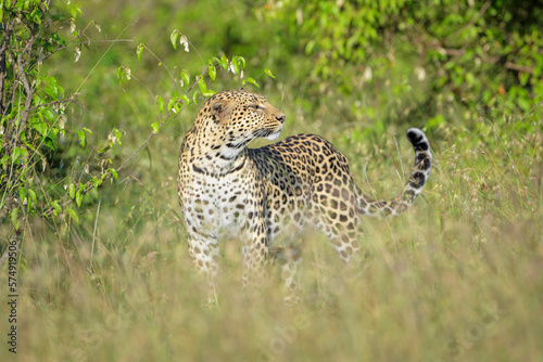 Leopard (Panthera pardus) standing in bush, looking up, Masai Mara National Reserve, Kenya, Africa