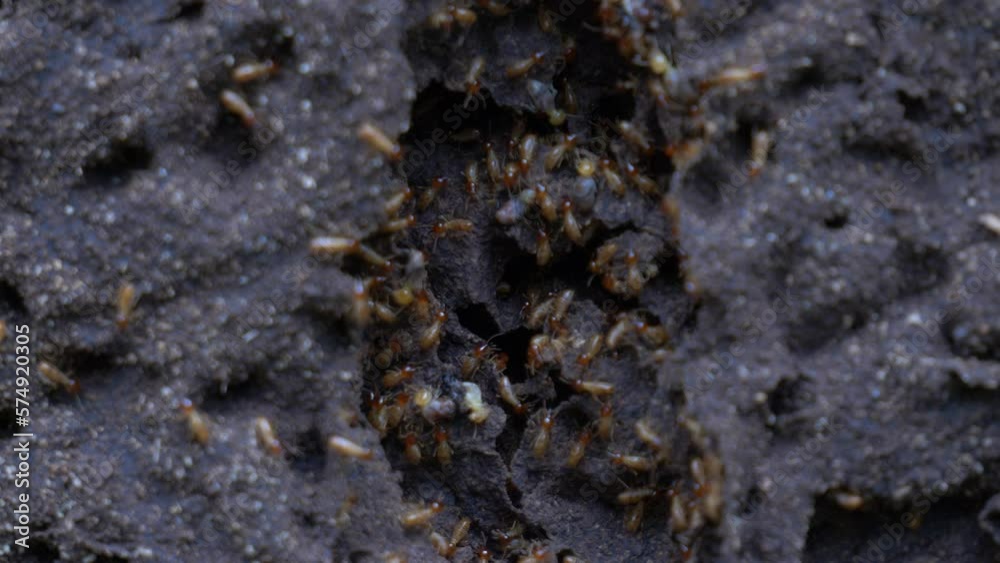 Termites colony in action, repairing the Nest after big damage Termites colony in action, repairing the Nest after big damage