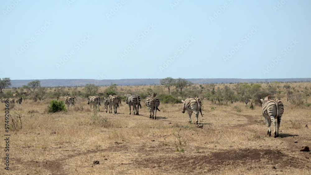 Zebra ( Equus quagga) herd walking in line, backview in slowmotion