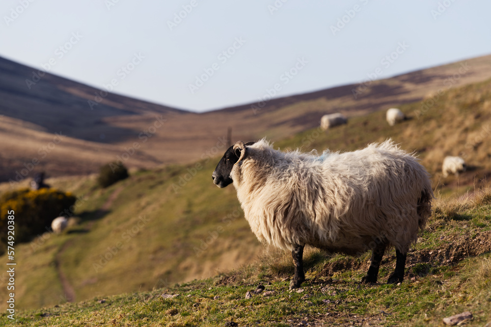 Fototapeta premium The blackface sheep breed is the most numerous pure breed in Britain, with the vast majority in Scotland.