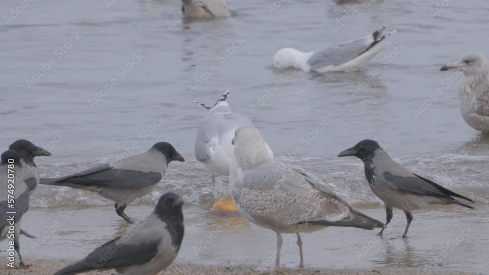 Hooded Crow And Seagulls Eating Bread On The Beach Soak In The Water. - close up Hooded Crow And Seagulls Eating Bread On The Beach Soak In The Water. - close up
