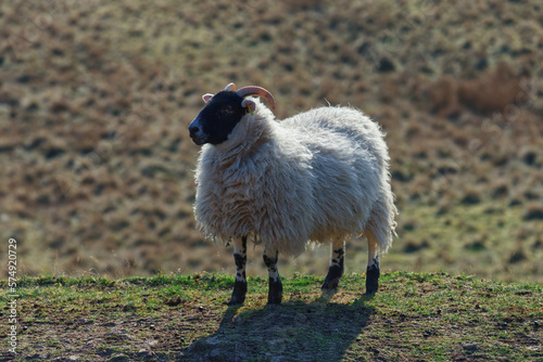 The blackface sheep breed is the most numerous pure breed in Britain, with the vast majority in Scotland. photo