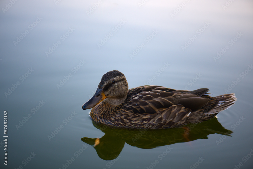 Fototapeta premium wild female duck swims in a pond, summer day