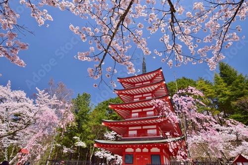 青空に映える桜と五重塔 新倉山浅間公園