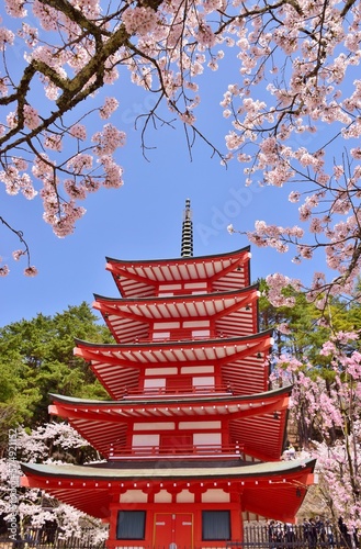 青空に映える桜と五重塔 新倉山浅間公園