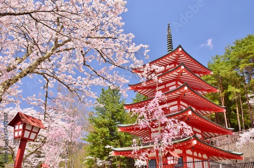 Canvastavla 青空に映える桜と五重塔　新倉山浅間公園