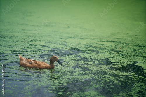 A brown duck is swimming in the polluted lake. Lake filled with Lenma. Selective focus.