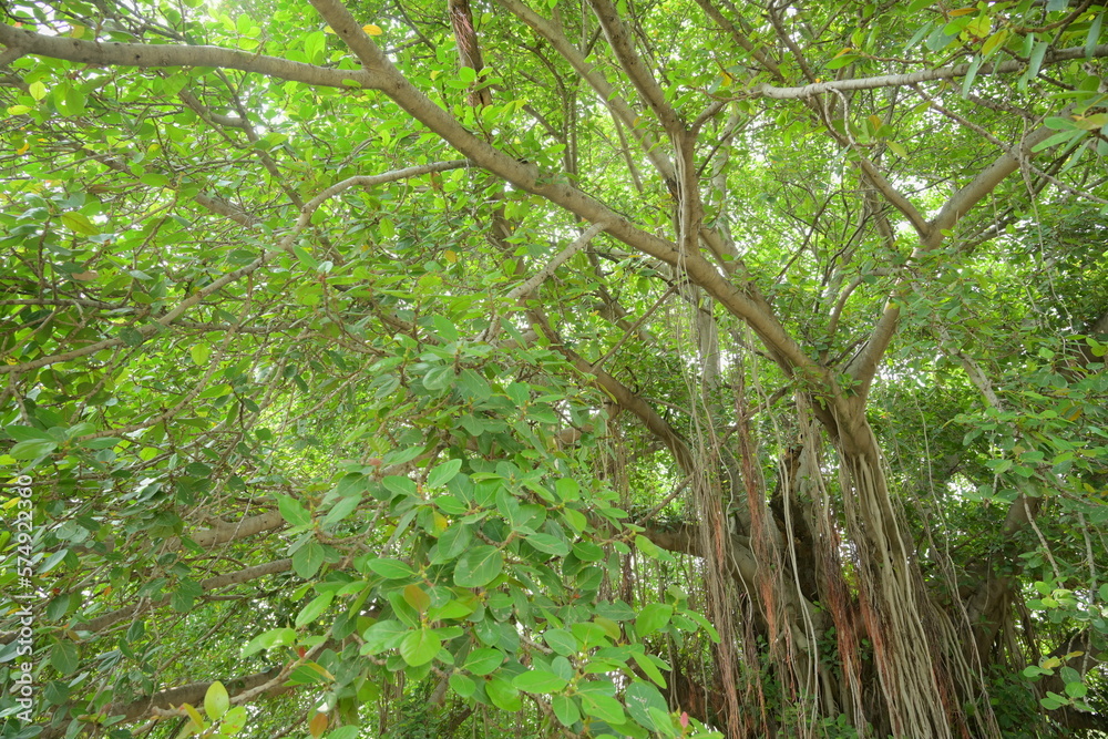 Banyan Tree in Taxila 