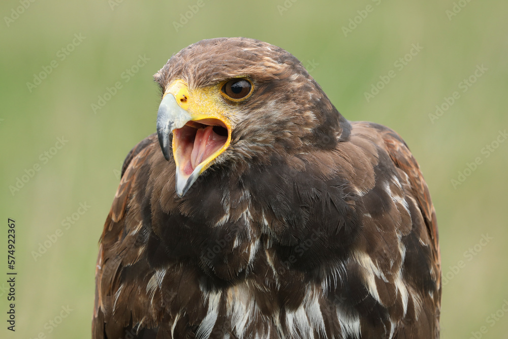 Obraz premium A portrait of a Harris's Hawk calling out loud 