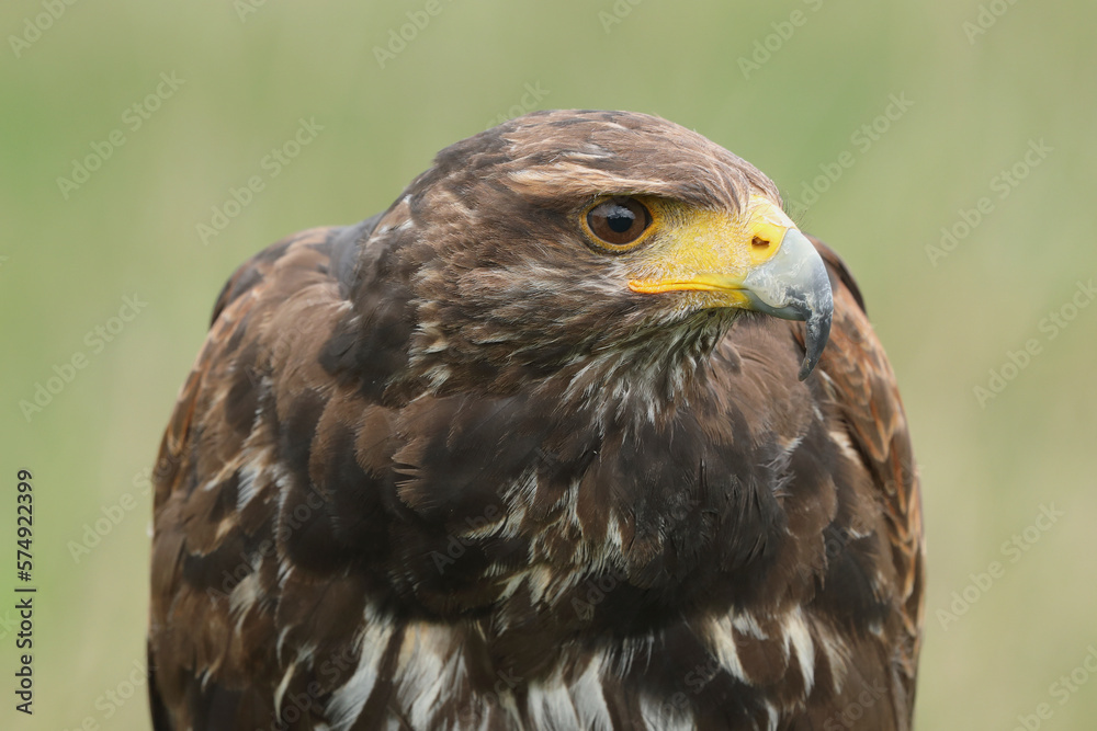 A portrait of a Harris's Hawk against a green background
A portrait of a Harris's Hawk against a green background