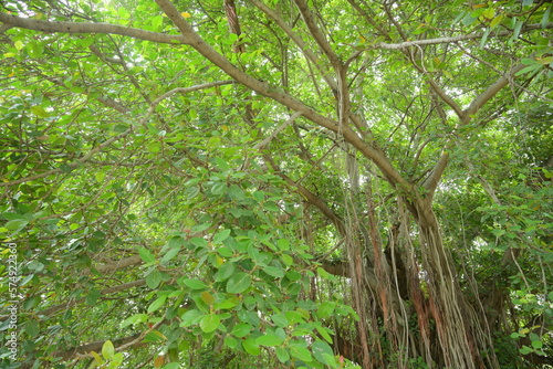 Banyan Tree in Taxila 