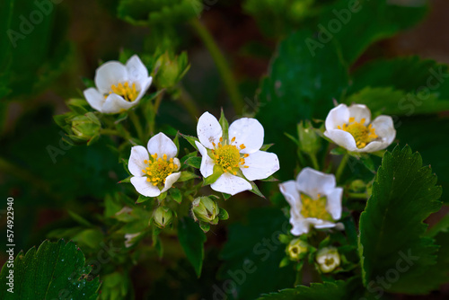 Strawberry flower blooms in garden close up. White strawberry flowers  blooming strawberry. Blooming strawberries growing in garden. Rosaceae  known as strawberries for their edible fruits.