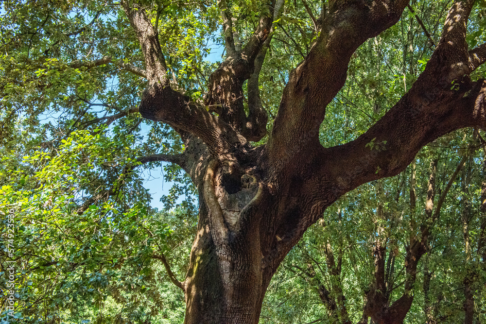 Fototapeta premium tree in the forest