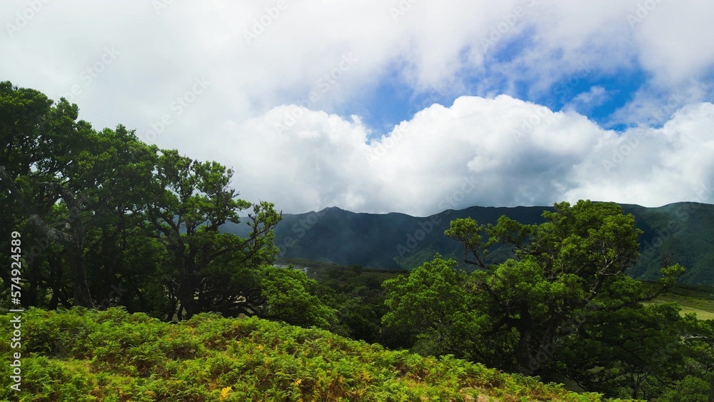 Madeira, Portugal. The magical Fanal Forest is part of the Laurisilva forest. Aerial view from drone with low clouds and trees