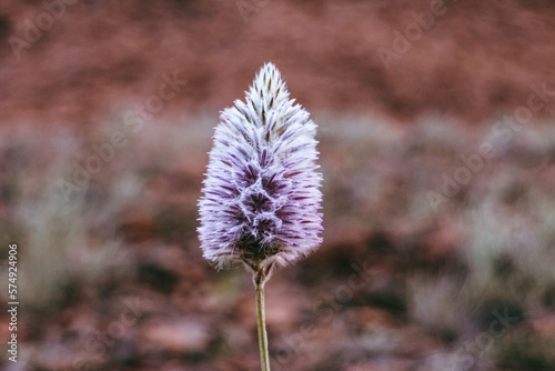 Closeup of a mulla mulla in full bloom in Uluru national park. Summer, spring purple pink and white flower. Wildflower in the desert, red centre In Australia. Northern Territory. 