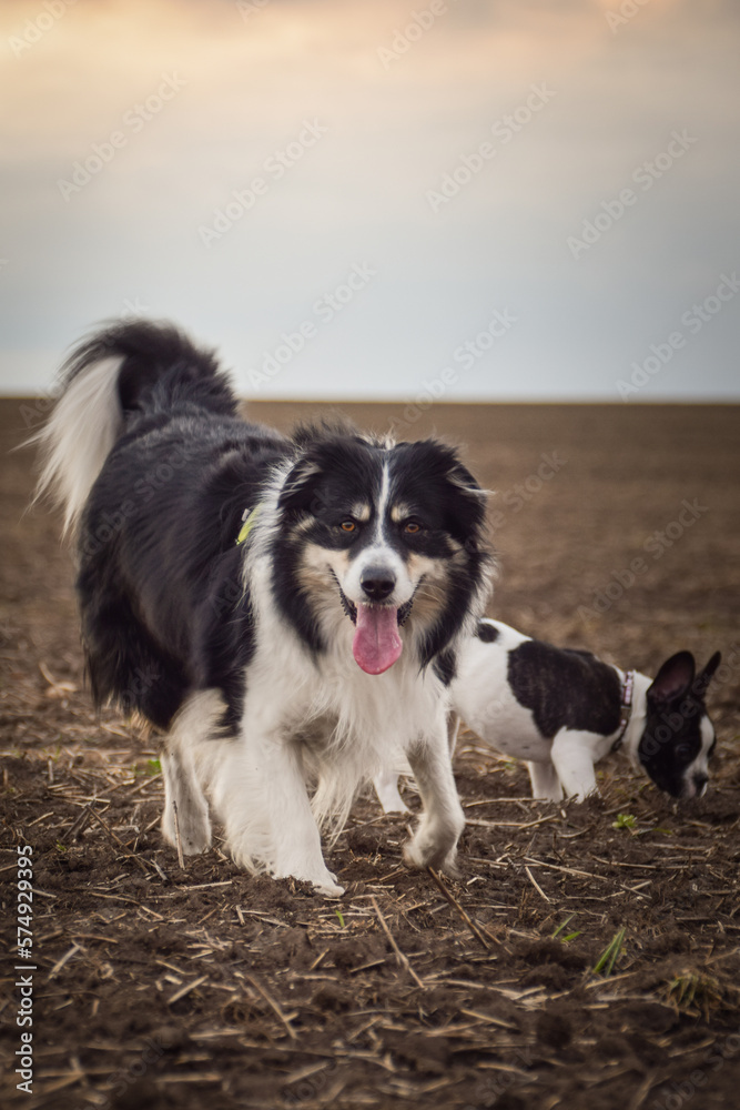 Border collie and french buldog are running on the field. Trey are so crazy dog on trip. Border collie and french buldog are running on the field. Trey are so crazy dog on trip.