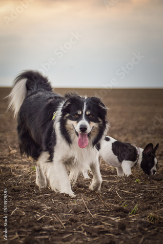 Border collie and french buldog are running on the field. Trey are so crazy dog on trip.