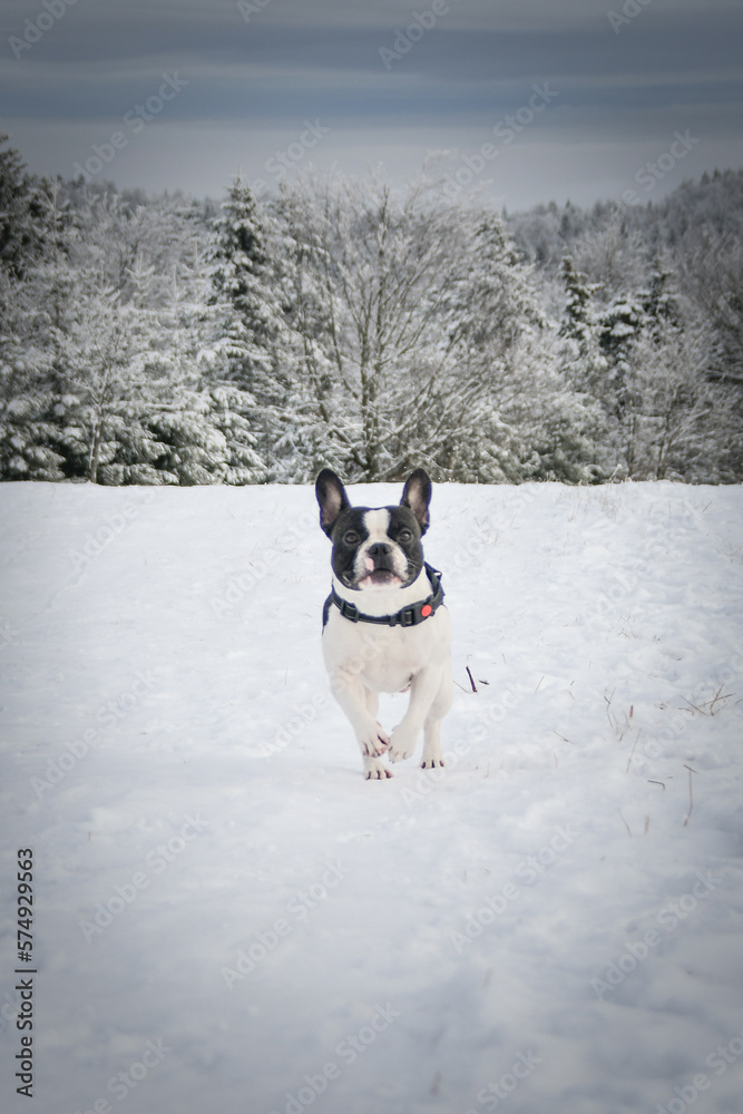 French buldog is running on the field in the snow. Winter fun in the snow.