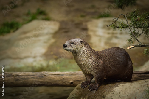 Otter in the zoo enclosure. Otter in nature. 