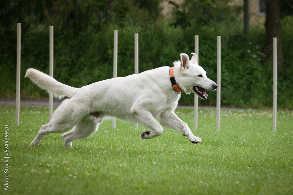 Dog is running in the grass. He is so crazy dog on trip.