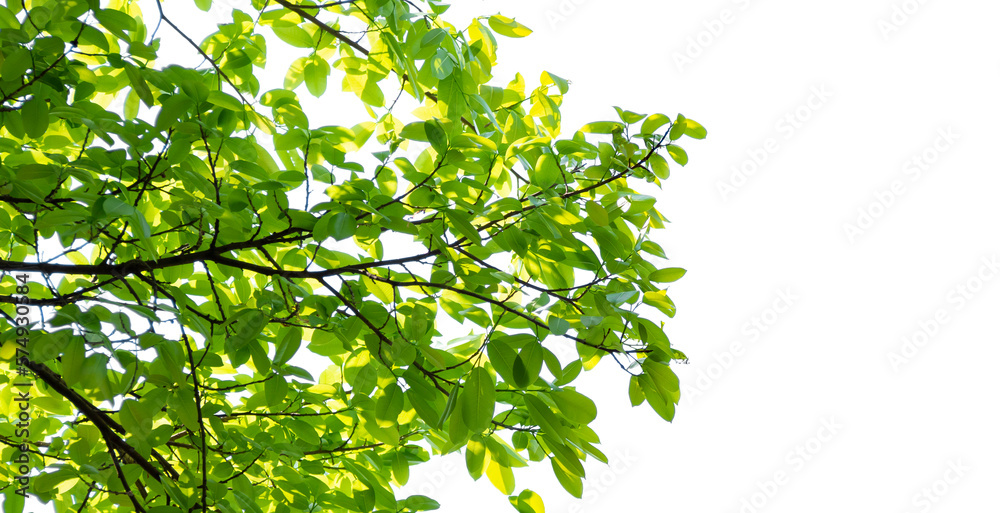 Green leaves isolated on white background. Image add a layer mask. make work path from selection. Green leaves isolated on white background. Image add a layer mask. make work path from selection.