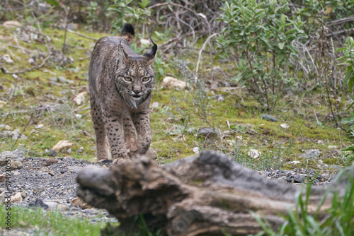 Beautiful female Iberian lynx walks towards a tree trunk above the ground in a forest of the Sierra Morena, in Cadiz, Andalusia, Spain © Vicente