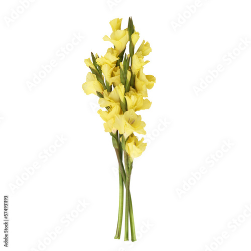 Yellow gladiolus flower stems isolated on transparent background