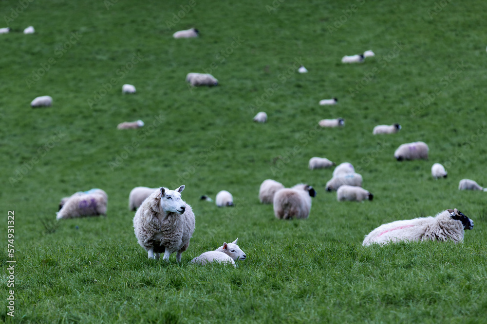 Sheep on the farm field Sheep on the farm field
