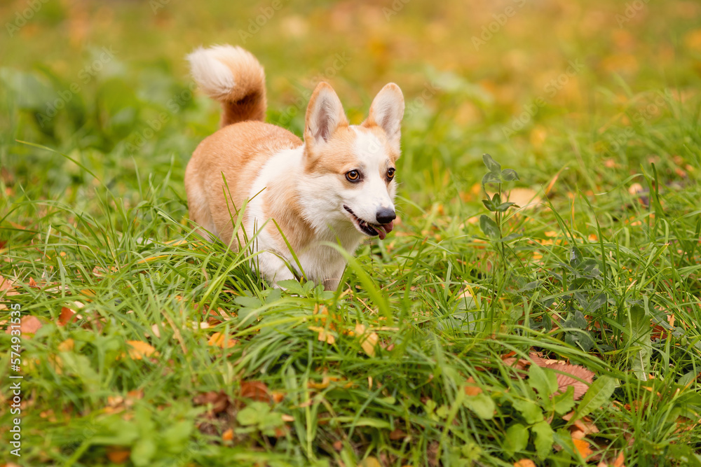 Funny welsh corgi pembroke dog looks like fox walking on grass