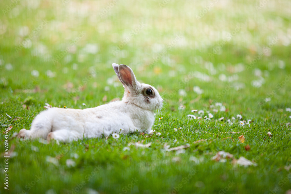 Naklejka premium Biały królik odpoczywający na trawie