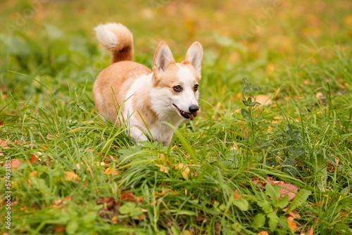 Funny welsh corgi pembroke dog looks like fox walking on grass © Neira