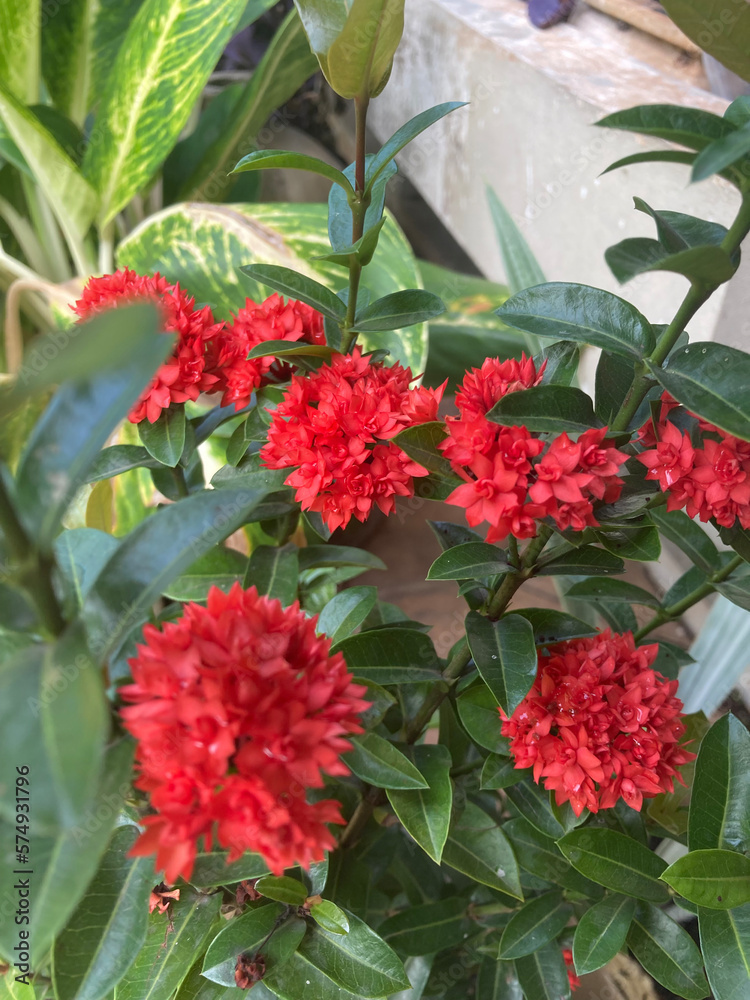 Fototapeta premium great bush of red flower blooming in the garden