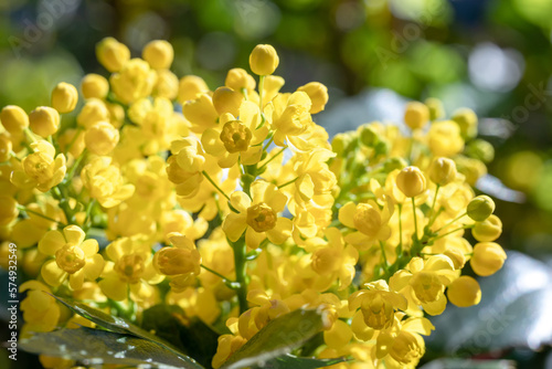 Mahonia aquifolium shrub with yellow flower, evergreen bush with spiny leaves in bloom