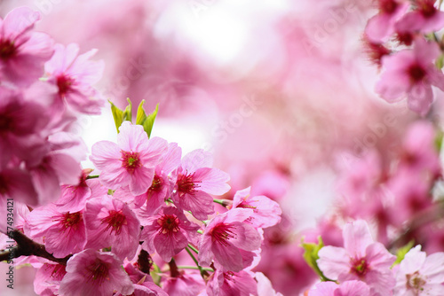 The beautiful sakura (cherry blossom) bloom in the garden
