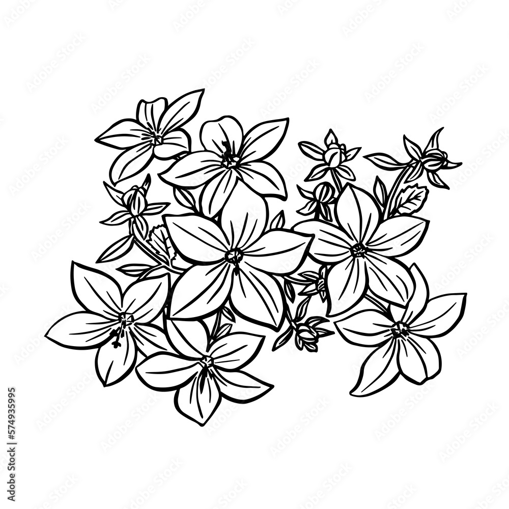 Obraz premium Campanula sketch. Black outline on white background. Drawing vector graphics with floral pattern for design. Vector illustration.