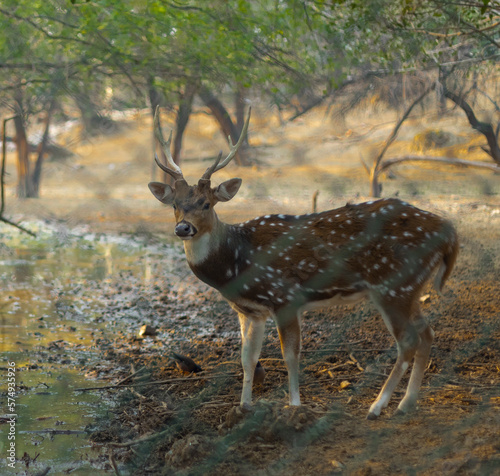 Deer in Delhi park area © Guneet
