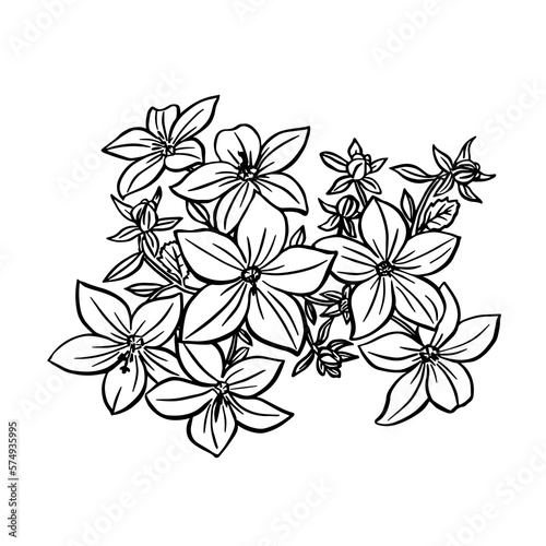 Campanula sketch. Black outline on white background. Drawing vector graphics with floral pattern for design. Vector illustration.