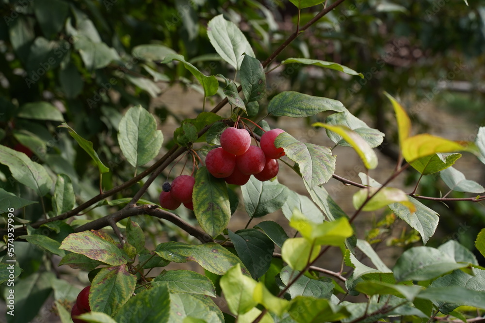 Ripe red dwarf apples on a branch. Autumn day. Ripe juicy apples. An apple garden.