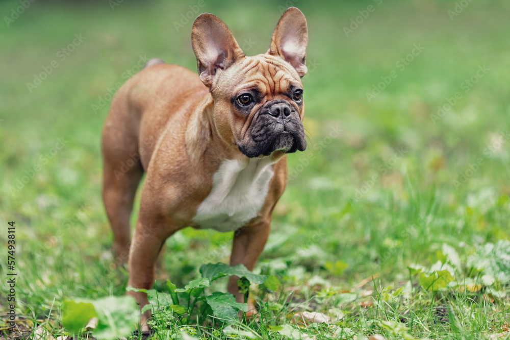 Portrait of young french bulldog dog on green grass in park. Pet at nature