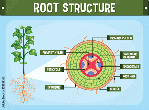 Internal structure of root diagram