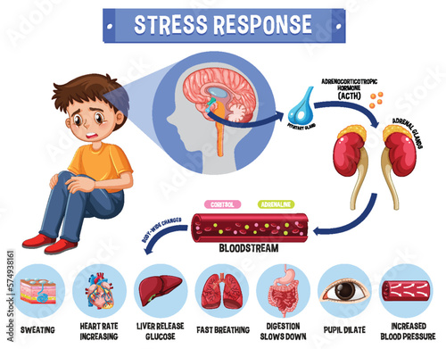 Stress response system scheme
