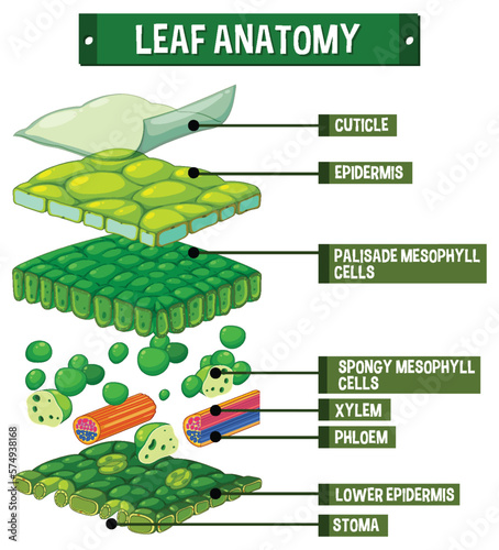 Internal structure of leaf diagram