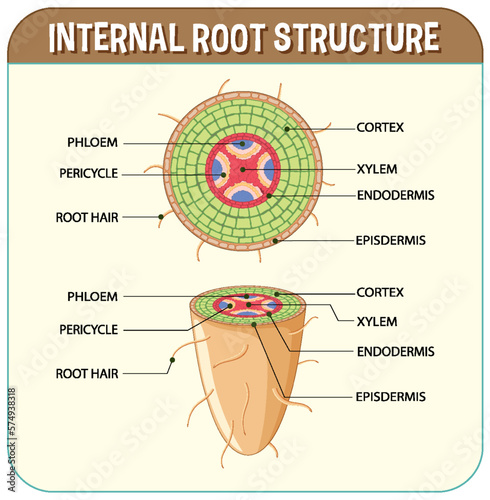 Internal structure of root diagram