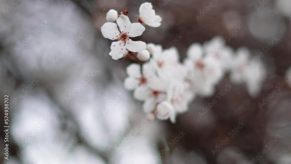Spring blooming tree branches with white flowers ,natural background Spring blooming tree branches with white flowers ,natural background